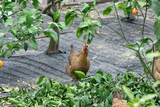 散养土鸡