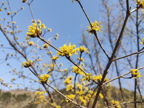 山茱萸花