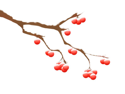紅白立冬落雪樹枝果子