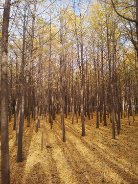 秋天阳光下的银杏树林