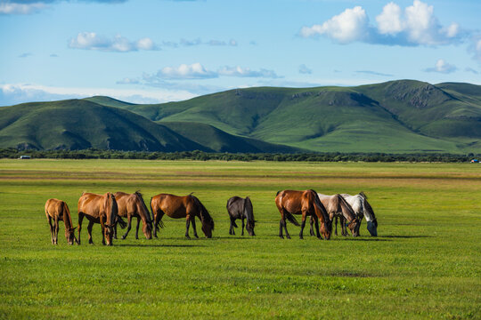 草原夏天牧场马群吃草