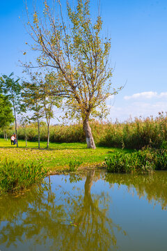池塘杨树