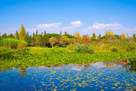 沼泽湿地