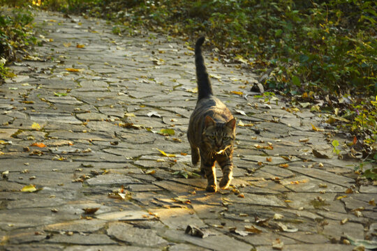 光与流浪猫