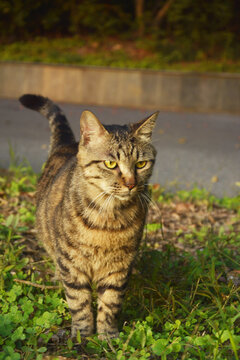 狸花猫