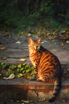 夕阳里的流浪猫