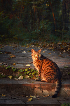 秋天夕阳里的流浪猫