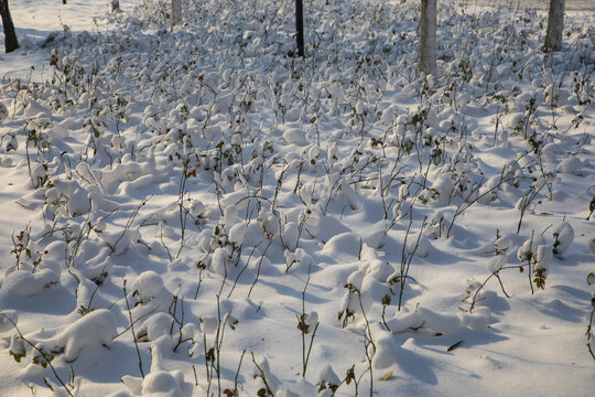 中国东北吉林市松花江畔雪景