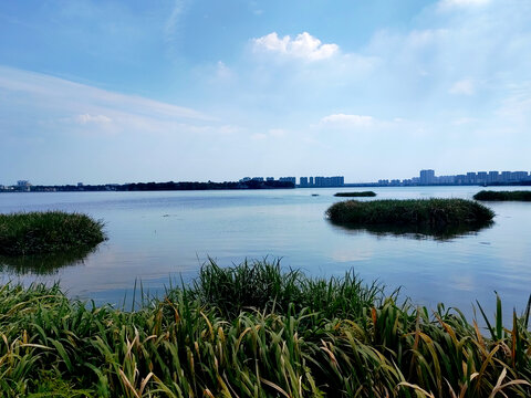 湿地湖景芦苇丛