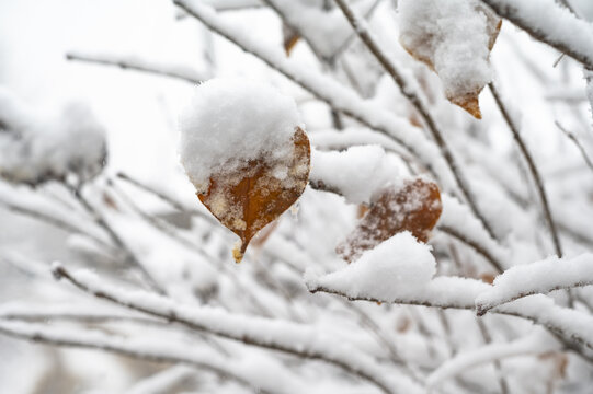 雪后