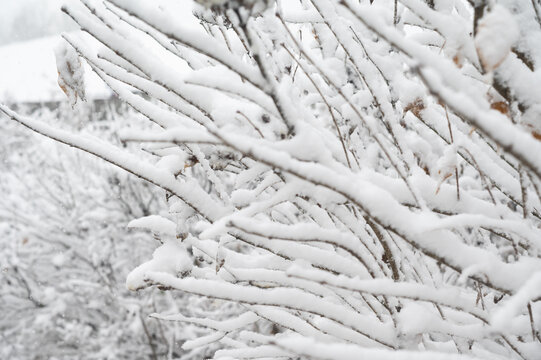 雪后