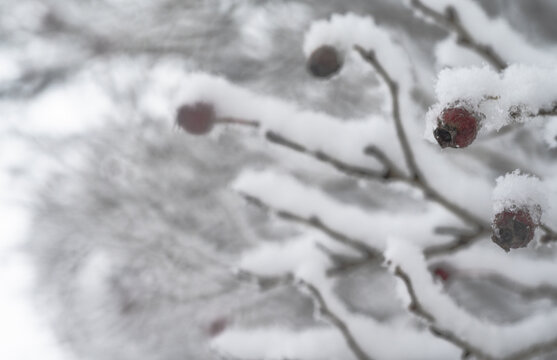 雪后