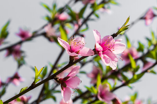 桃花盛开