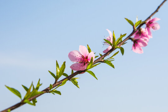 桃花盛开