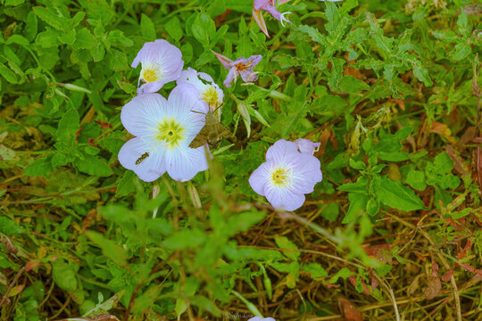 美丽月见草