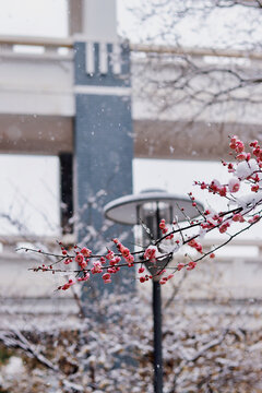 红梅白雪