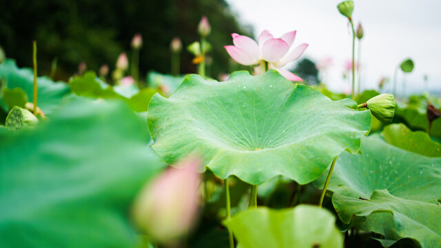 荷花