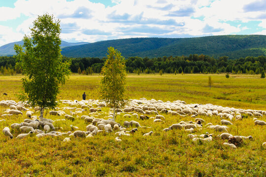 林地草原牧场羊群