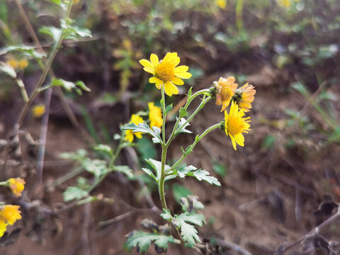 野菊花