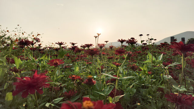 花海