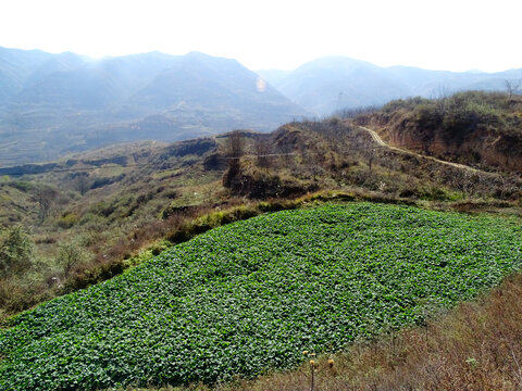 油菜叶