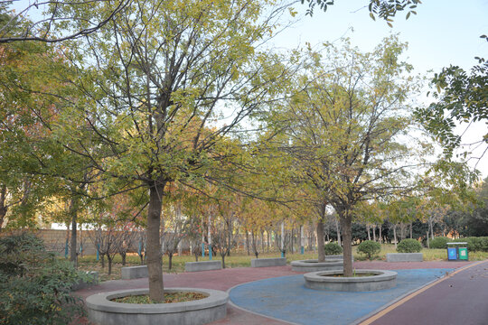 秋天皂角树