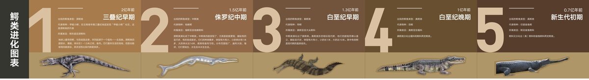 矢量可編輯進(jìn)化圖表