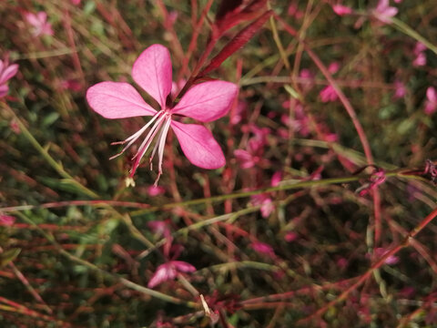 蝴蝶花紫红色花