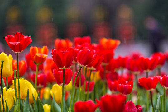 郁金香花海