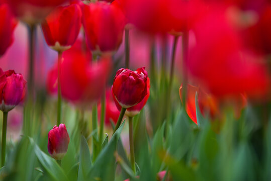 郁金香花海