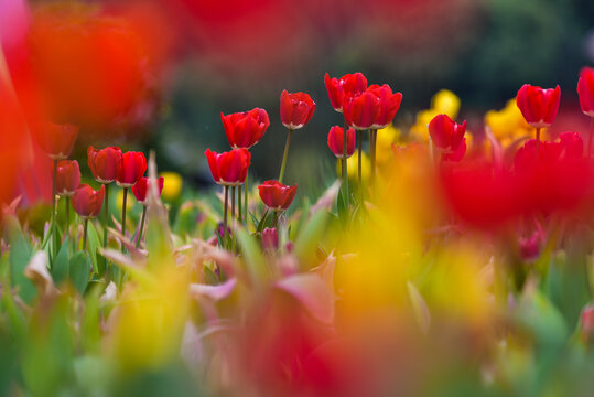 郁金香花海