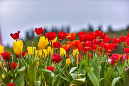 盛开的郁金香花海