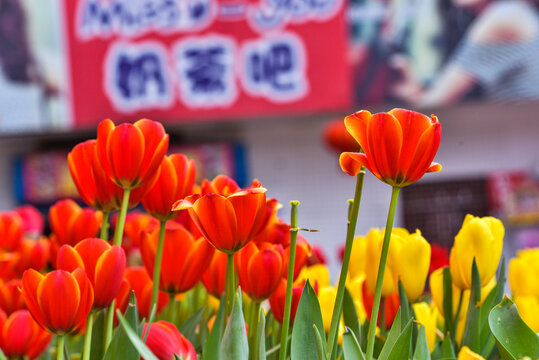 盛开的郁金香花海