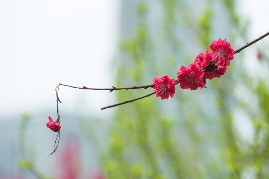 一枝腊梅花