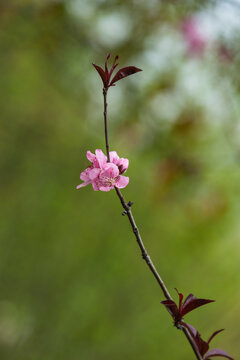 一枝腊梅花