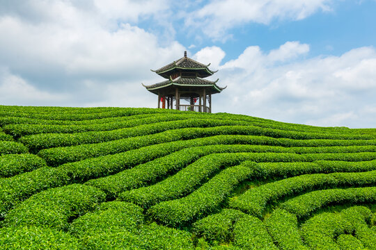 茶山茶园茶田茶叶和凉亭风光