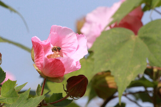 芙蓉花