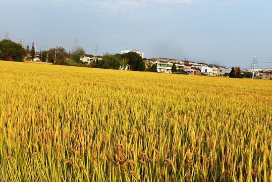 江苏农村