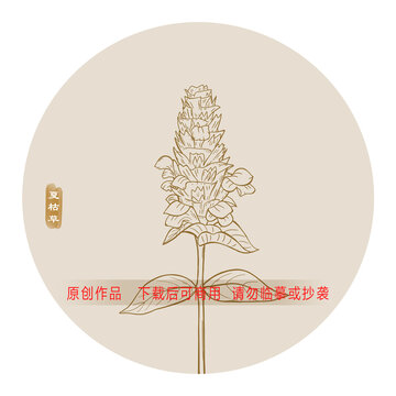 線描夏枯草