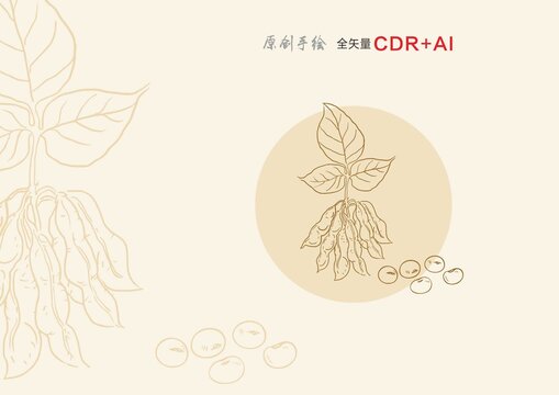 大豆手繪大豆手繪黃豆插畫