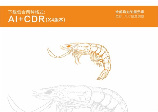 虾手绘虾矢量虾插画