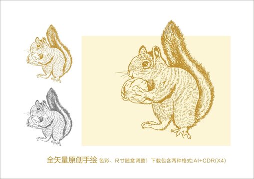 松鼠手绘松鼠插画松鼠线稿