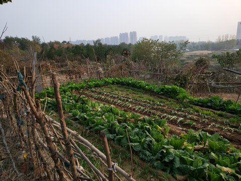 农家小菜园