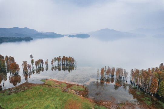 航拍秋日四明湖水杉林