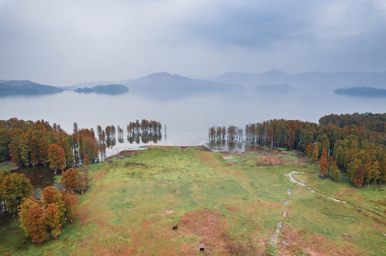 航拍秋日四明湖水杉林