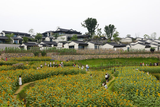 乡村振兴