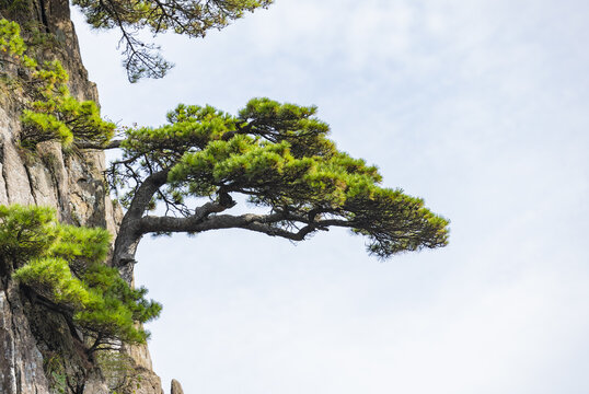 安徽黄山自然风景区的松树