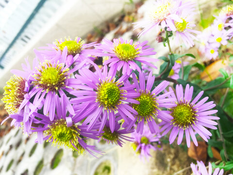 野外开放白菊花野花