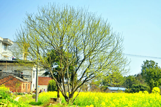 李子树新芽