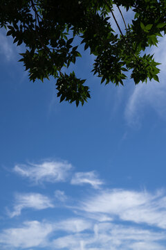 天空云和树